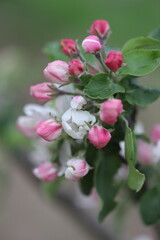 Apple blossom in spring with white pink flowers, beautiful spring time, spring Apple blossom