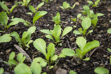 Chinese Mustard sprout green leaf vegetable planting in soil.