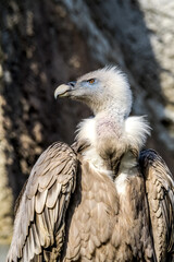 Griffon Vulture (Gyps fulvus) in Caucasus, Republic of Dagestan, Russia