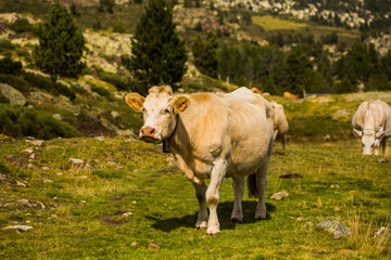 Fototapeta na wymiar Mountain cow in La Cerdanya, Barcelona, Spain