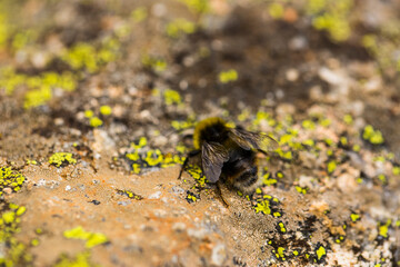 Summer bee in Capcir, Cerdagne, France