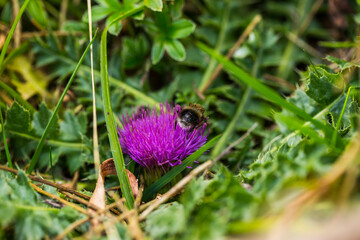 Summer flower in Capcir, Pyrenees, France