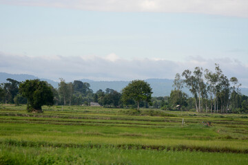 Fototapeta na wymiar Rice field landscape