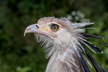 Secretarybird (Sagittarius serpentarius)