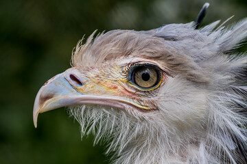 Secretarybird (Sagittarius serpentarius)