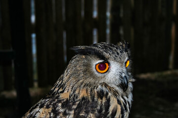 Owl in traditional medieval festivals of the town of Cortegana