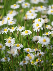 Daisies in the field in landscape