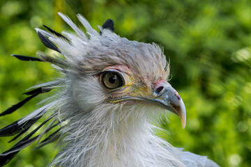 Secretarybird (Sagittarius serpentarius)