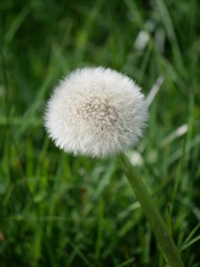 Dandelion in the grass