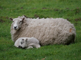 Ewe with lamb