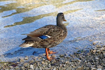 The duck stands in the clear clear water in the sun.