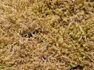 Close up of moss.