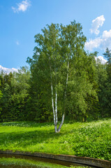 A group of birches on a green meadow on the river Bank on a hot summer day against a blue sky