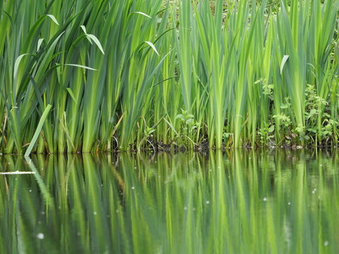 Reeds reflected in a poind