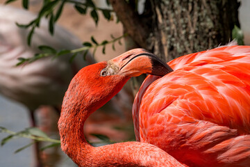 Obraz premium Caribbean Flamingo (Phoenicopterus ruber)