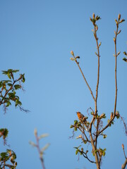 Robin singing at sunset