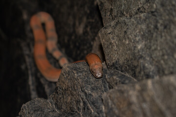 red sand boa snake climbing on a rock