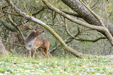 Fallow deer