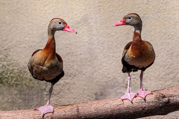 Black-bellied Whistling Duck (Dendrocygna autumnalis) in park