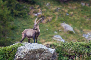 Wild ibex