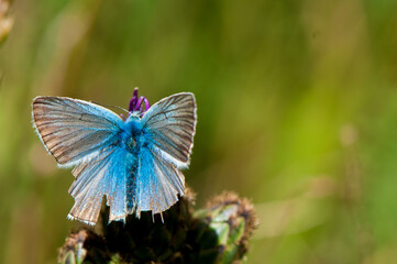 Butterfly macro