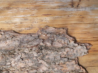 Wood and tree bark