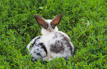 two little black and white bunnies sit on the grass
