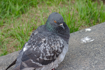Fototapeta premium portrait of an ordinary city pigeon