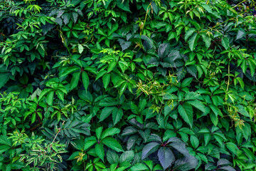 Background of thickets of wild grapes