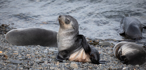 baby fur seals,  Stromness, old whaling station, South Georgia