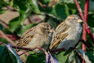House Sparrow (Passer domesticus) female in park, Central Russia