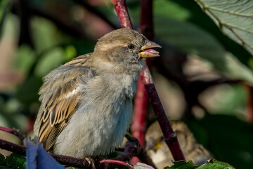House Sparrow (Passer domesticus) female in park, Central Russia