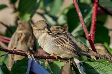 House Sparrow (Passer domesticus) female in park, Central Russia