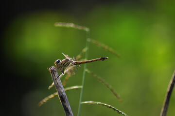 dragonfly on the grass
