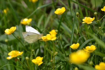 Obraz premium Pieris rapae butterfly (small white, cabbage white or small cabbage white butterfly) nectaring on blooming Ranunculus (buttercups, spearworts and water crowfoots) flower on the spring meadow. 