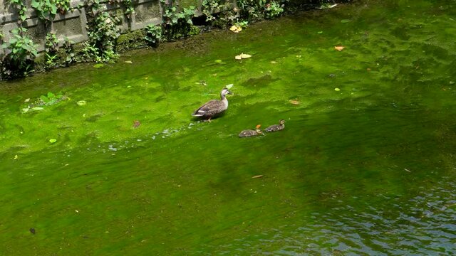 In the summer of Tokyo, Japan, many duck families can be seen strolling along the river side. Many times they walk on the algae thus giving a very beautiful contrast of colors.