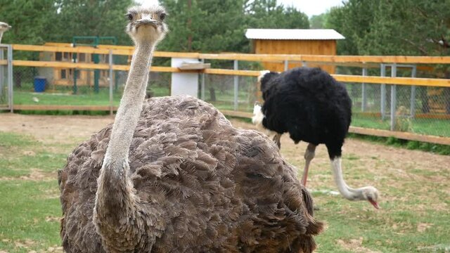Ostrich pen.

The ostrich runs towards the camera along the pen, revealing its feathers.