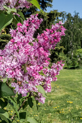 Common Lilac (Syringa vulgaris) in park, Central Russia