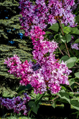 Common Lilac (Syringa vulgaris) in park, Central Russia