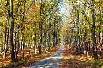 Obraz premium Autumn forest road in deciduous beech woodland