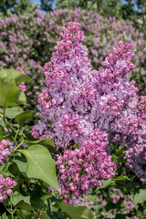 Obraz premium Common Lilac (Syringa vulgaris) in park, Central Russia