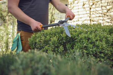 Obraz premium Guy with bare hands is trimming a green shrub using sharp hedge shears in his garden. Worker is clipping hedge in summer sunny day. Close up