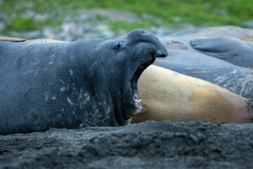Elephant Seals at King penguin colony at St Andrews Bay, South Georgia