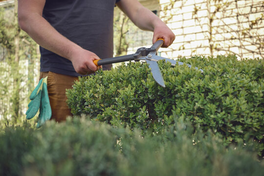 Guy With Bare Hands Is Trimming A Green Shrub Using Sharp Hedge Shears In His Garden. Worker Is Clipping Hedge In Summer Sunny Day. Close Up