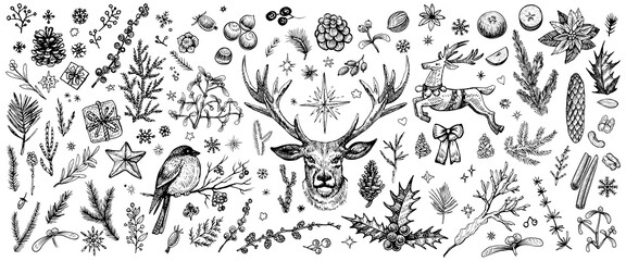 Winter forest hand drawn vector. Vintage Christmas plants. Sketched woodland evergreens clipart. © airmel