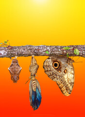 Amazing moment ,Monarch Butterfly, pupae and cocoons are suspended. Concept transformation of Butterfly