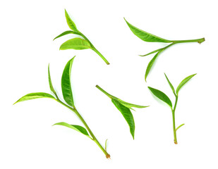 Fototapeta premium Green tea leaf collection isolated on white background