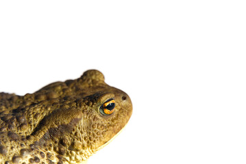 Common toad or European toad, Bufo bufo, isolated on white background.