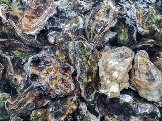 Closed oysters in boiling water. Natural background. Selective focus