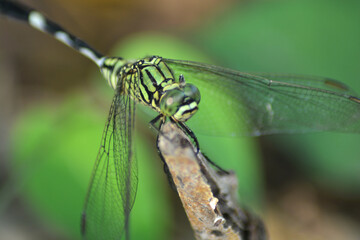 close up of a dragonfly